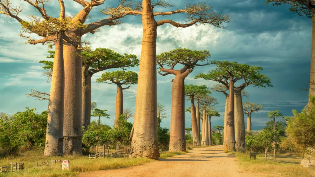 Aleja Baobabów na Madagaskarze