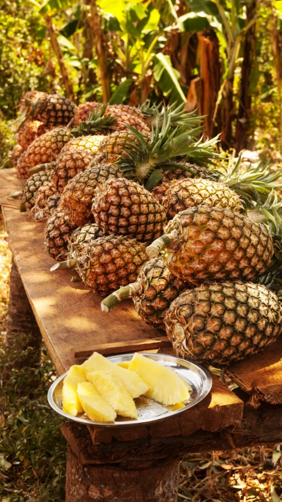 Farma ananasów w Nungwi na Zanzibarze
