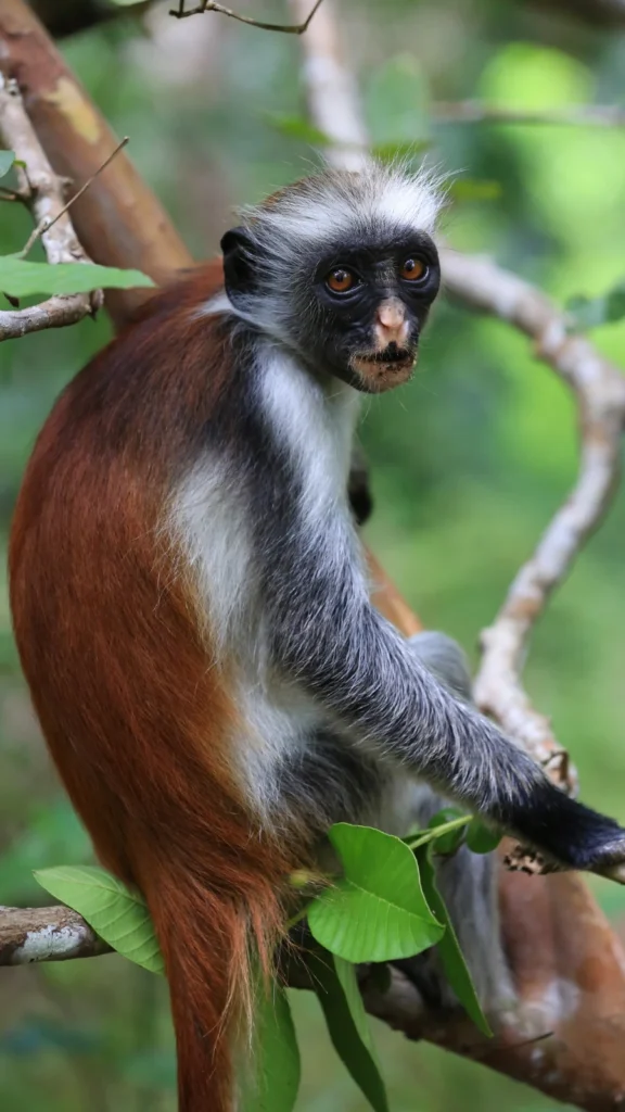 Lasy Jozani z małpami Red Colobus na Zanzibarze