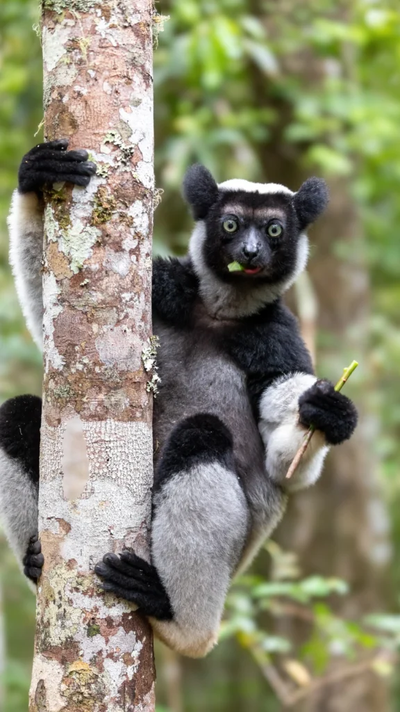 Lemury w Andasibe na Madagaskarze
