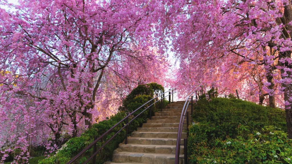 Sakura to kwitnące wiosną różowe kwiaty wiśni