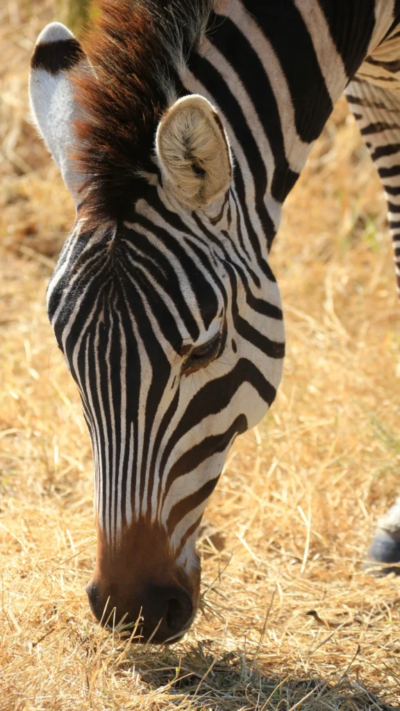 Zebra w rezerwacie Selous