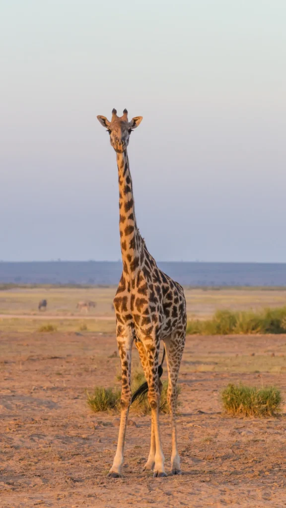 Żyrafa w Parku Narodowym Amboseli