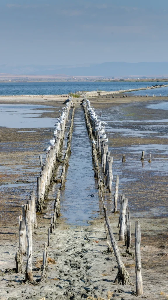 Solniska przy Jeziorze Pomorie, Bułgaria